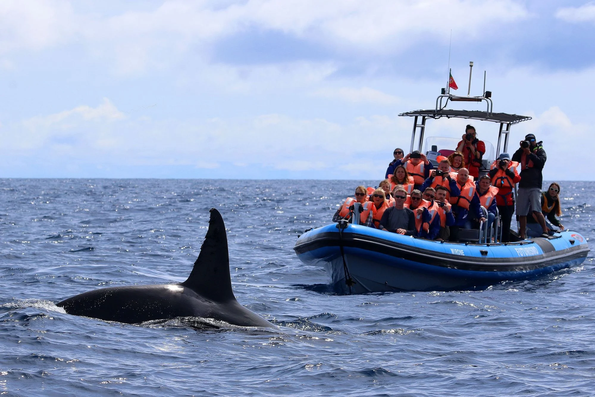 futurismo_david-rodrigues_killer-whales_sao-miguel-island-1
